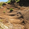 Plants: image 44 Of 208 Thumb